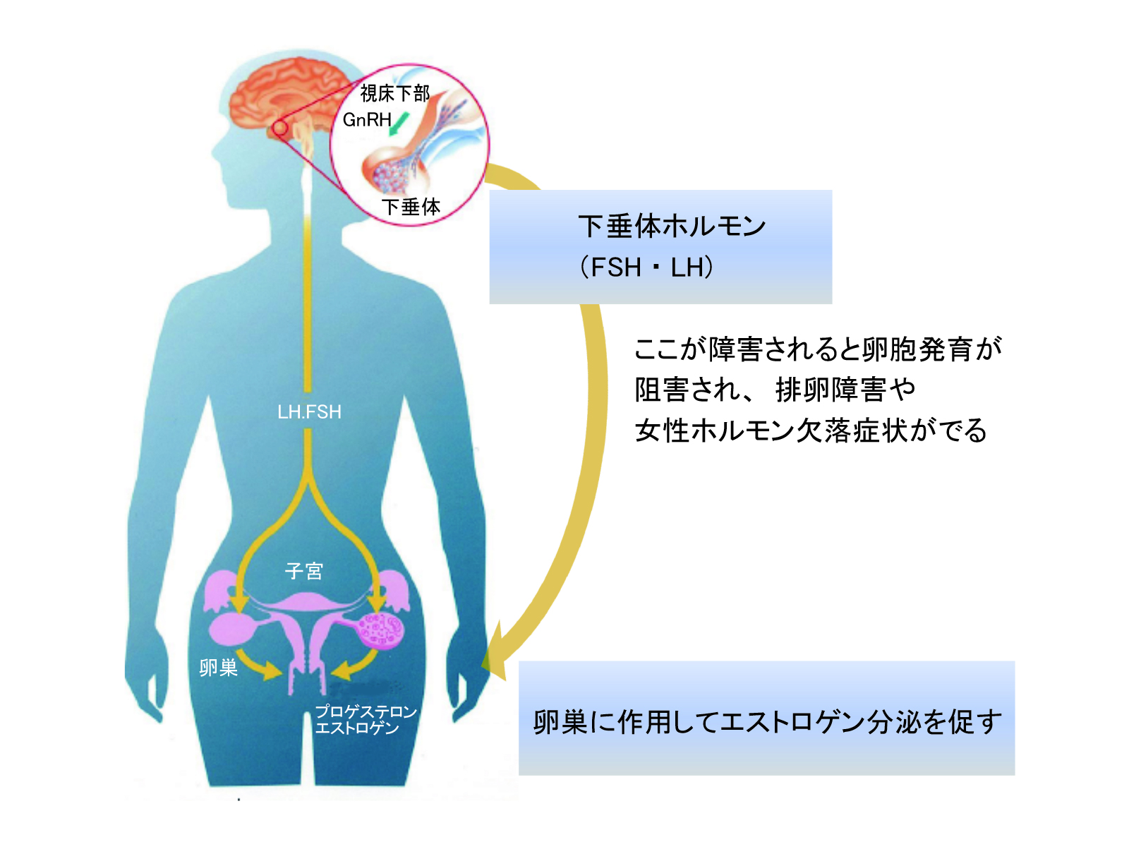 horie_figure02