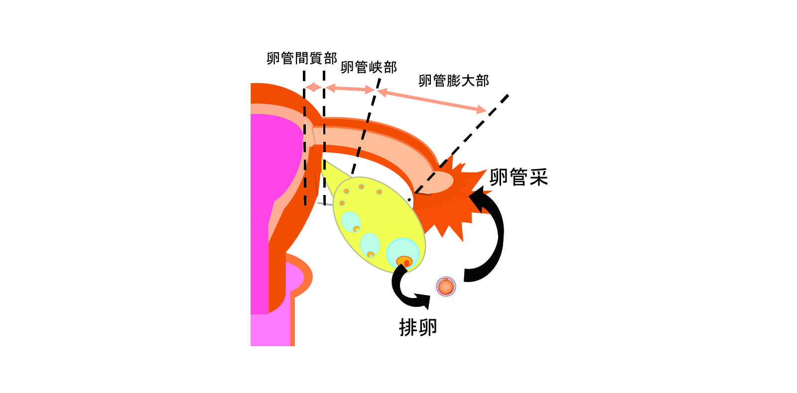 kitano_figure04